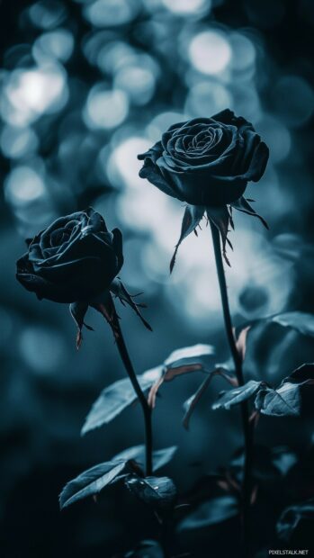 A serene image of black roses set against a deep, moody background with soft lighting.