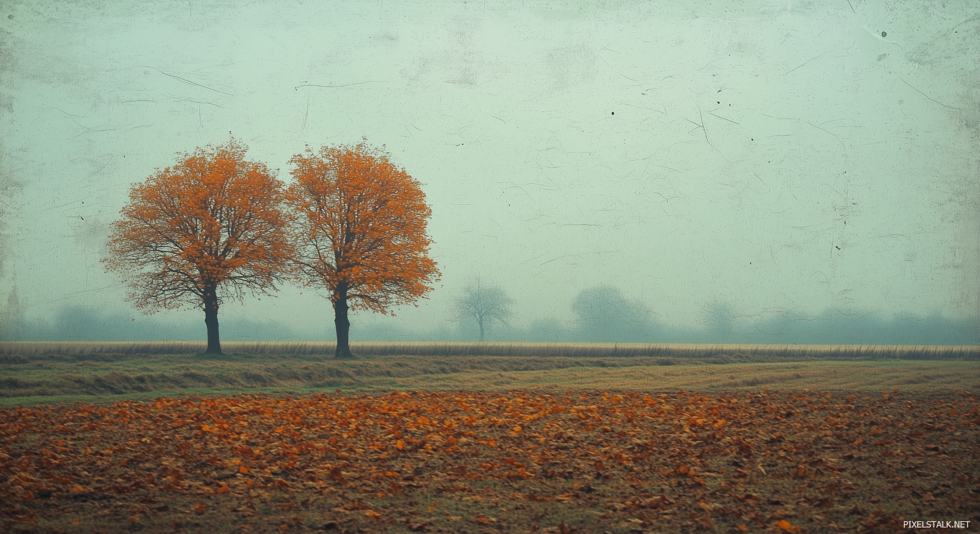 Autumn Trees Wallpaper - PixelsTalk