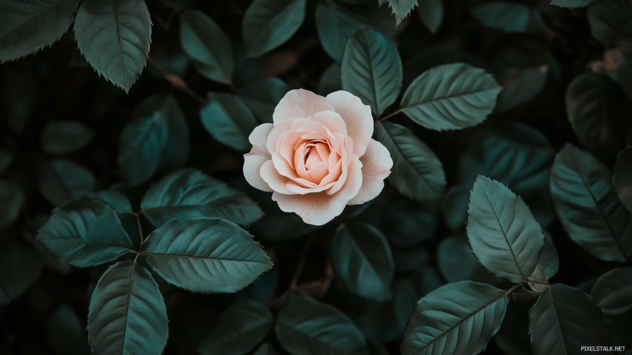Pink Roses Wallpaper - PixelsTalk