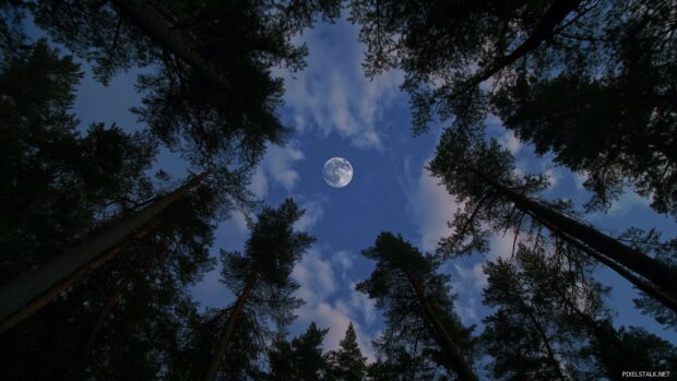 A stunning night sky with the moon in its waxing gibbous phase, framed by tall pine trees reaching up toward the heavens, with a few clouds drifting by.
