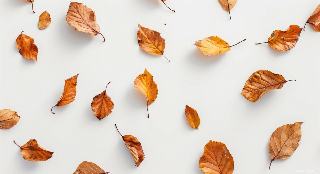 Aesthetic Fall Leaves Wallpaper - PixelsTalk