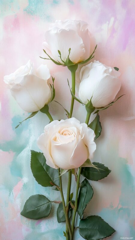 White Rose Wallpapers - PixelsTalk