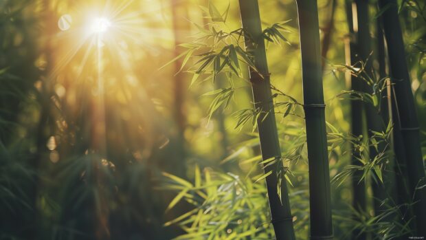 Bamboo forest with sunlight filtering through, serene and peaceful atmosphere.