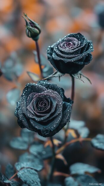 Black roses wallpaper with dew droplets glistening on their petals.
