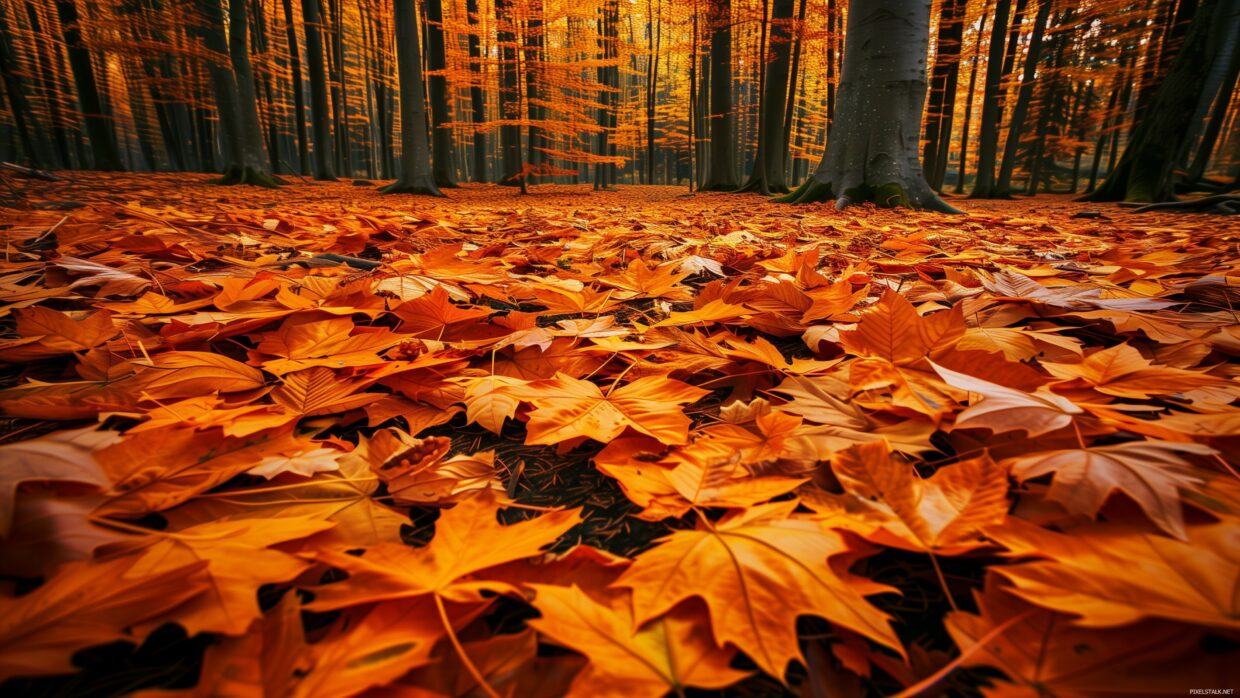 Autumn Leaves Desktop Wallpapers - PixelsTalk