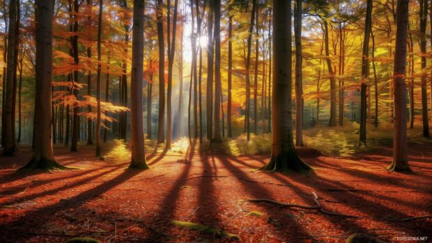 Fall forest with sunlight casting long shadows.