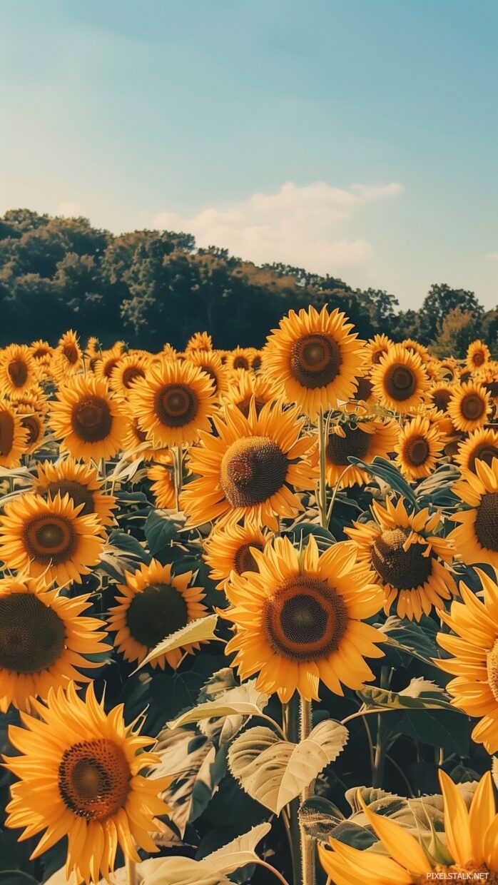 Fall phone wallpapers - PixelsTalk