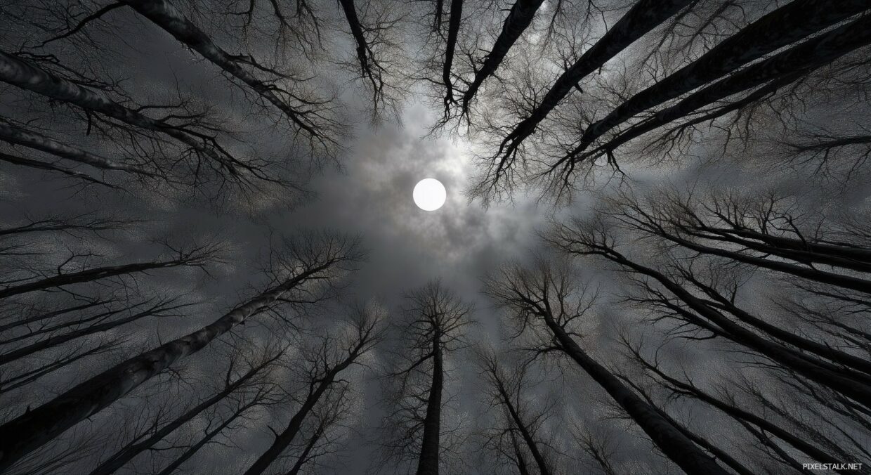 Dark Forest Wallpapers HD High Quality - PixelsTalk