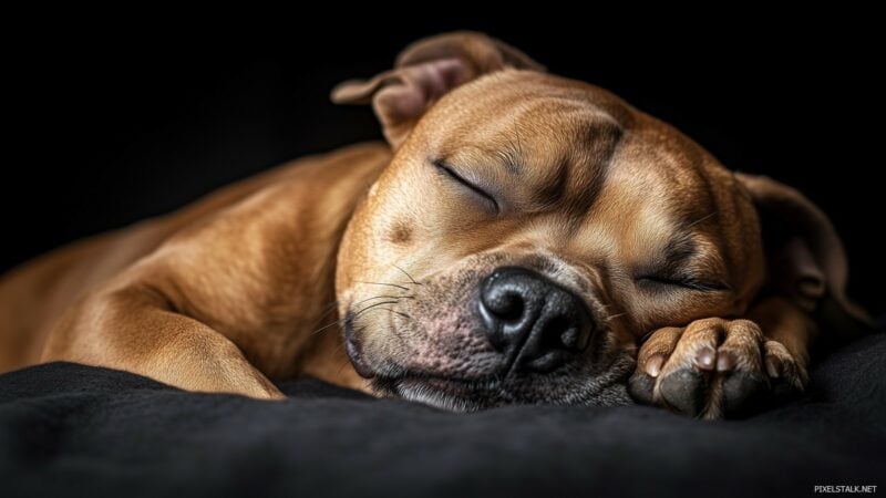 pitbull-dog-desktop-wallpapers-pixelstalk