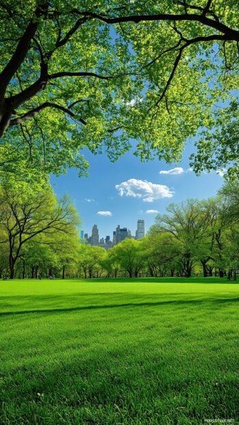 Simple view of Central Park green lawns with the city skyline faintly visible in the background.