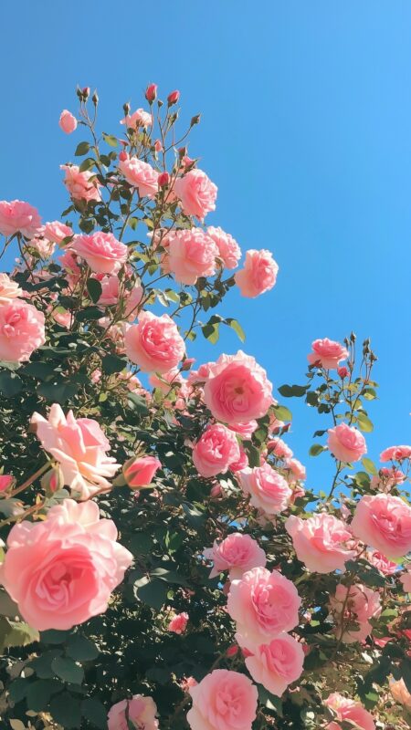 Pink Roses Wallpaper - PixelsTalk