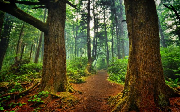 1920 1200 la push forest wallpaper landscape nature.