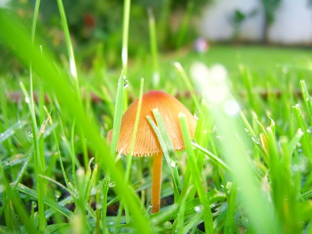 1920 1440 mushroom in grass wallpaper plants nature.