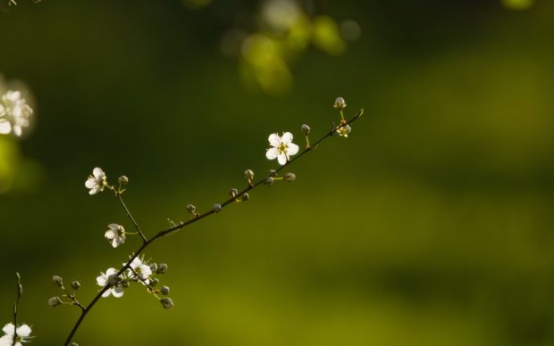 Amazing Flowers Nature Backgrounds.