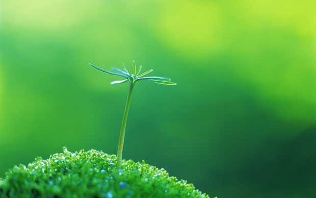 Amazing Green Plant Macro Wallpaper Background.