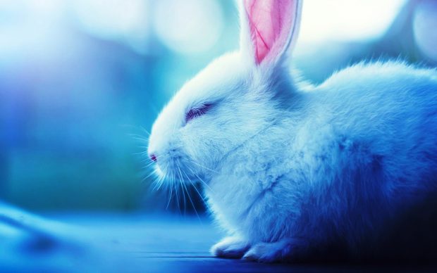 Animal New Nice Backgrounds.