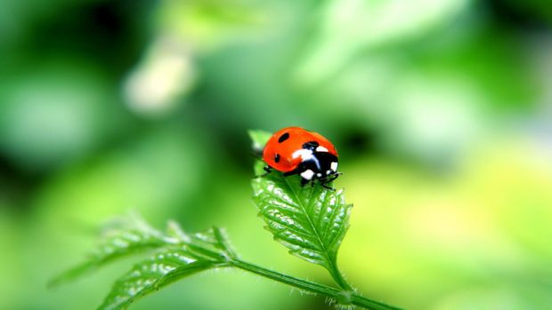 Animal-ladybug-wallpaper-hd