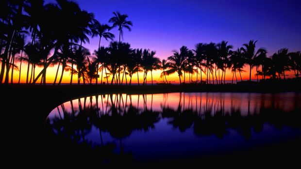 Background HD Tropical.