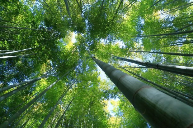 Backgrounds Bamboo Forest HD.