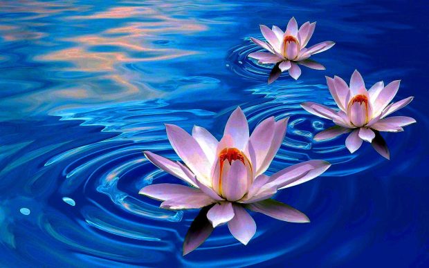 Backgrounds Lotus Free download.