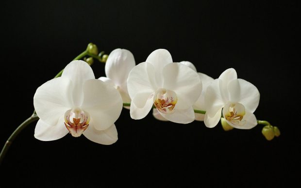 Backgrounds Orchid Download Free.