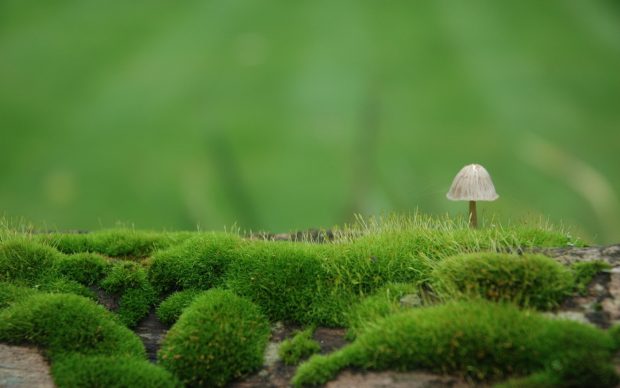 Backgrounds Plant.