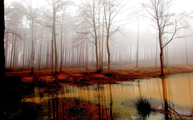 Backgrounds Swamp Download.