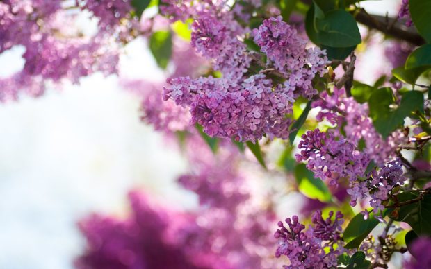 Backgrounds lilac flowers.