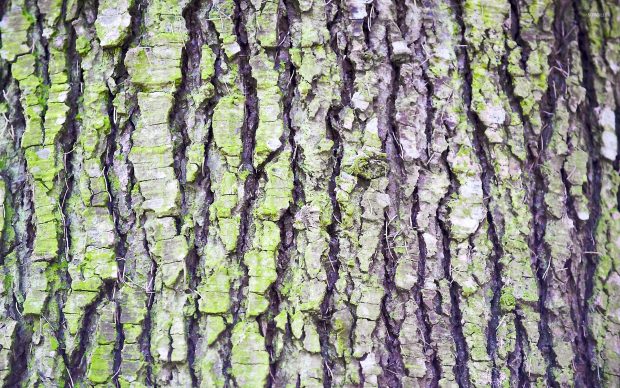 Backgrounds tree bark 1920x1200.