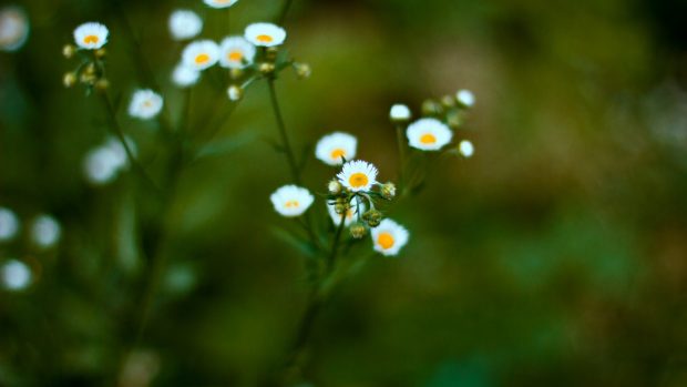 Backgrounds white daisy 1920x1080.