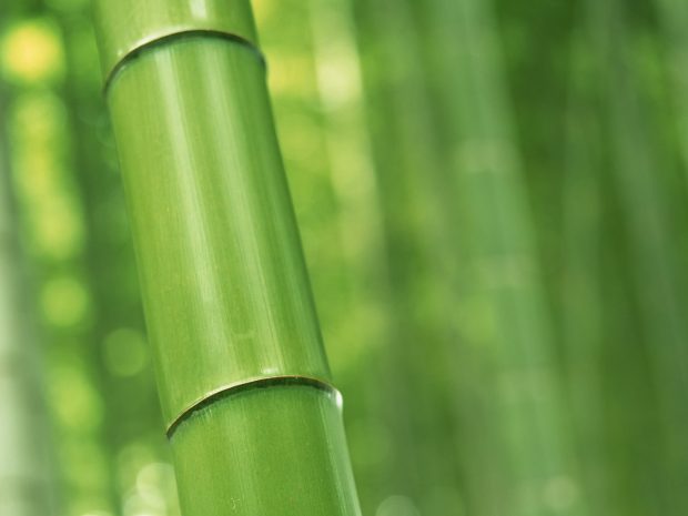 Bamboo HD Images.