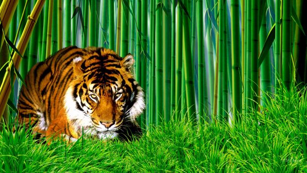 Bamboo forest tiger in photos.