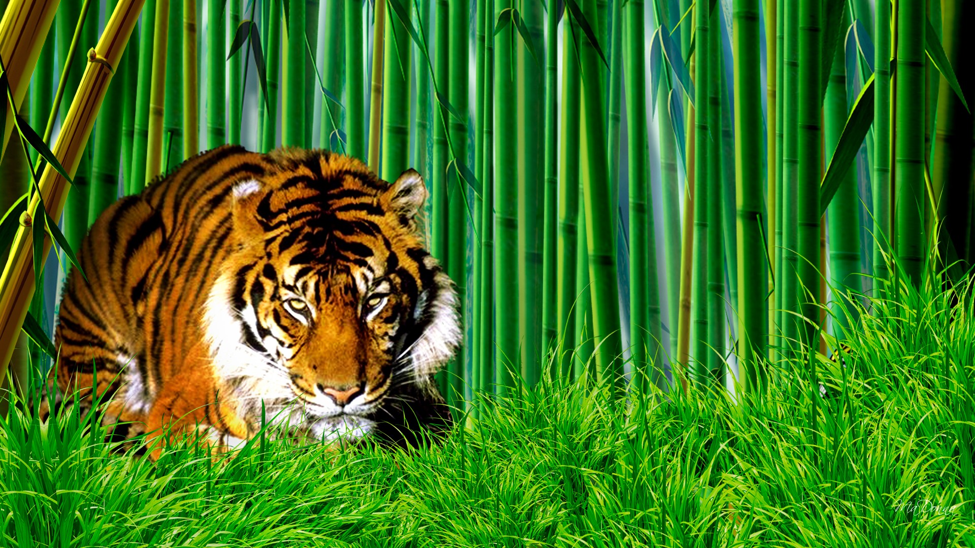 тигр лес бесплатно