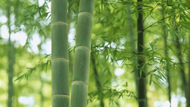 Bamboo wallpaper hd free.