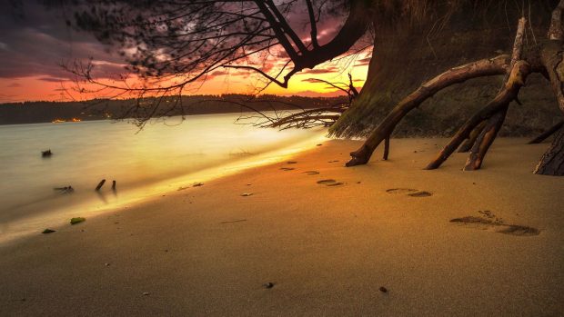 Beach footprints sunset branches sea sand wallpaper.