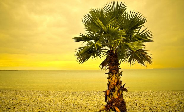 Beach palm tree wallpaper 1920x1200.