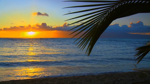 Beaches plamtree beach sunset clouds romantic ocean sand sky backgrounds.