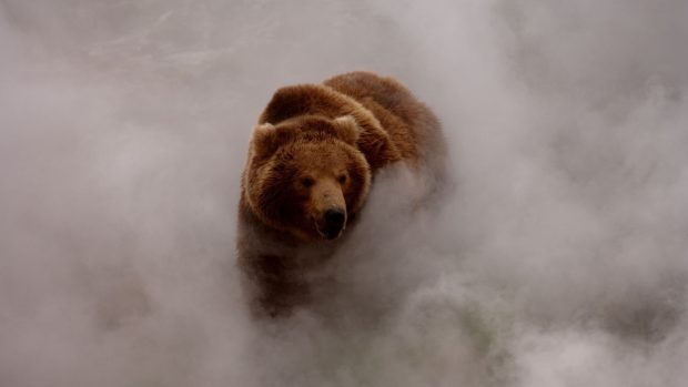 Bear in the fog images 1920x1080.