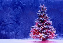 Beautiful Christmast Tree Wallpaper Winter Snow.