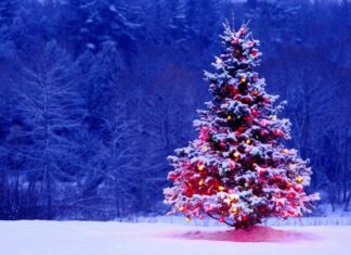 Beautiful Christmast Tree Wallpaper Winter Snow.