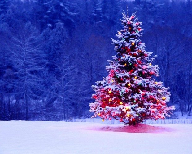 Beautiful Christmast Tree Wallpaper Winter Snow.