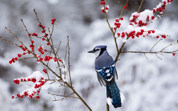 Beautiful Snow in Winter Bird