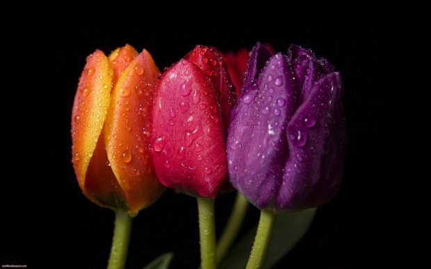 Beautiful Tulips Flower Wallpaper 1