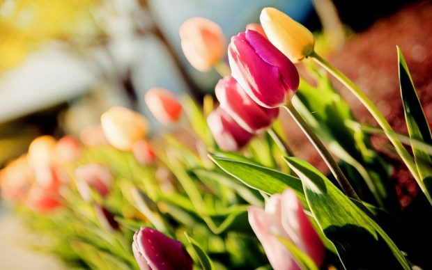 Beautiful Tulips Flower Wallpaper 2