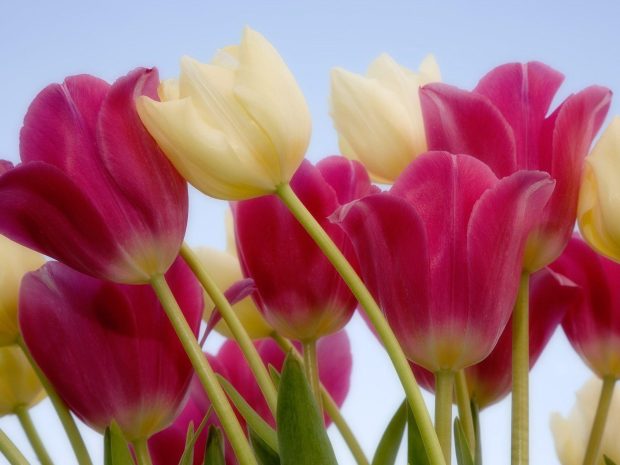 Beautiful Tulips Wallpaper 1
