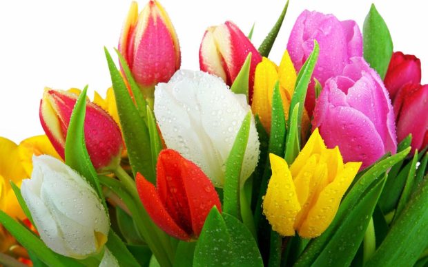 Beautiful Tulips Wallpaper 2