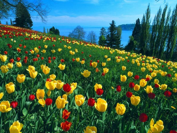 Beautiful Tulips Wallpaper 3