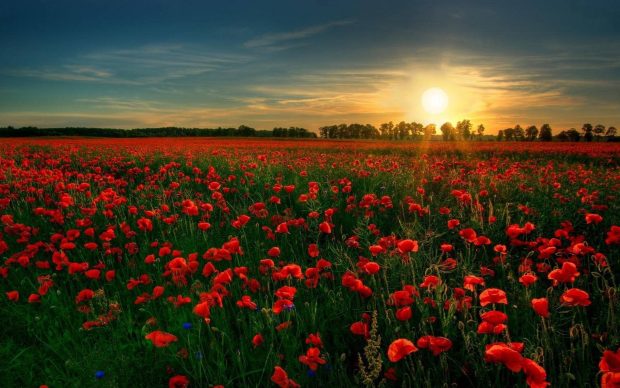 Beautiful flower field wallpaper desktop.