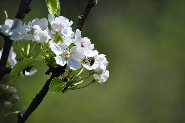 Beautiful spring flower images new.