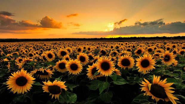 Beautiful sunflower field hd wallpapers.